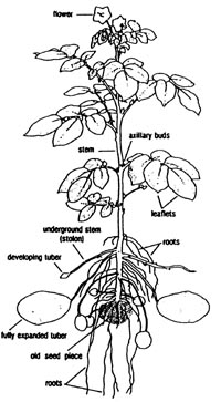potato plant diagram